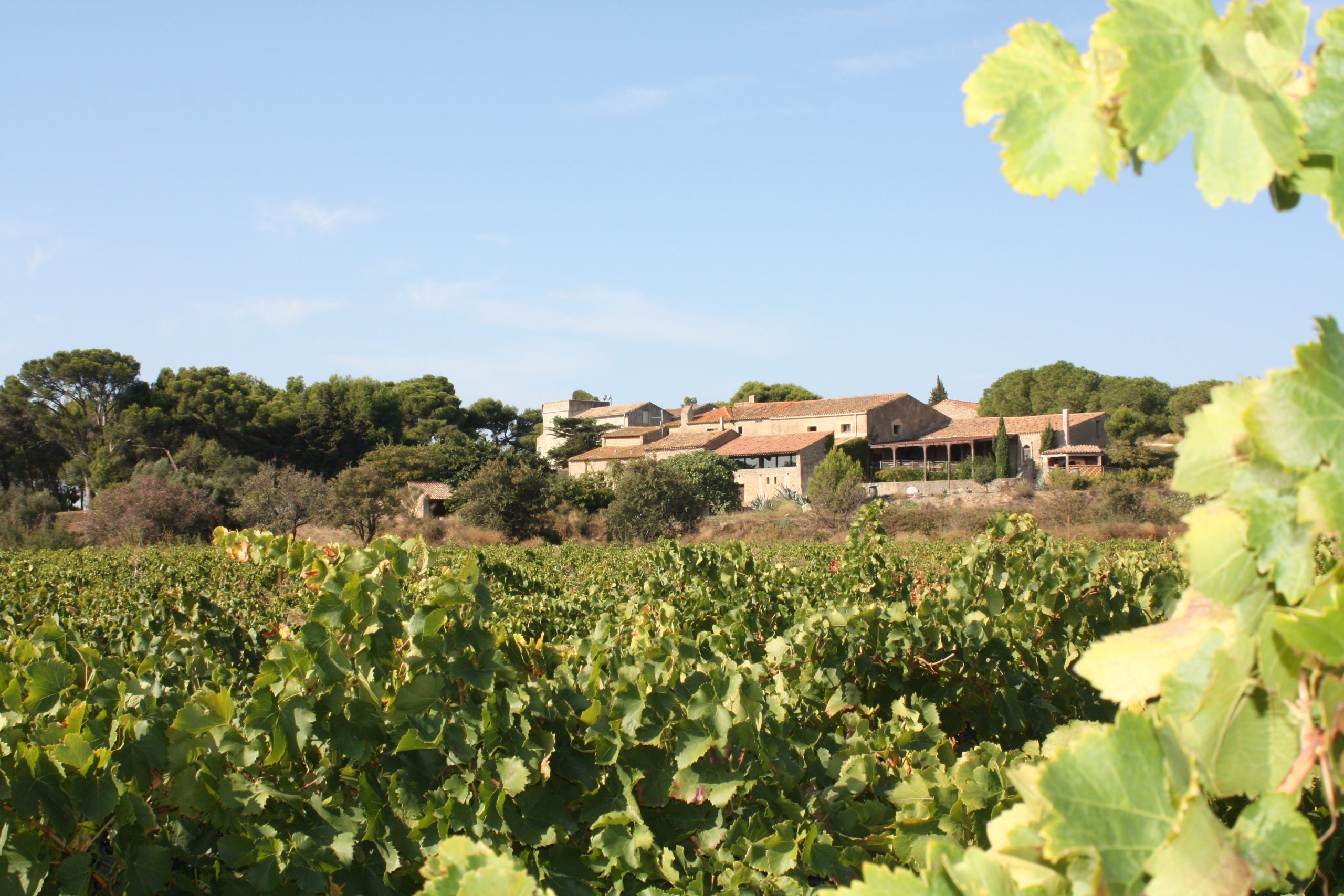 CLB vu des vignes domaine_chateau_le_bouis