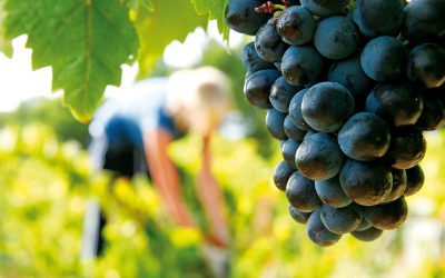 Coup d’envoi des vendanges au Château le Bouïs !