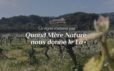 Viticulture : quand Mère Nature nous donne le La