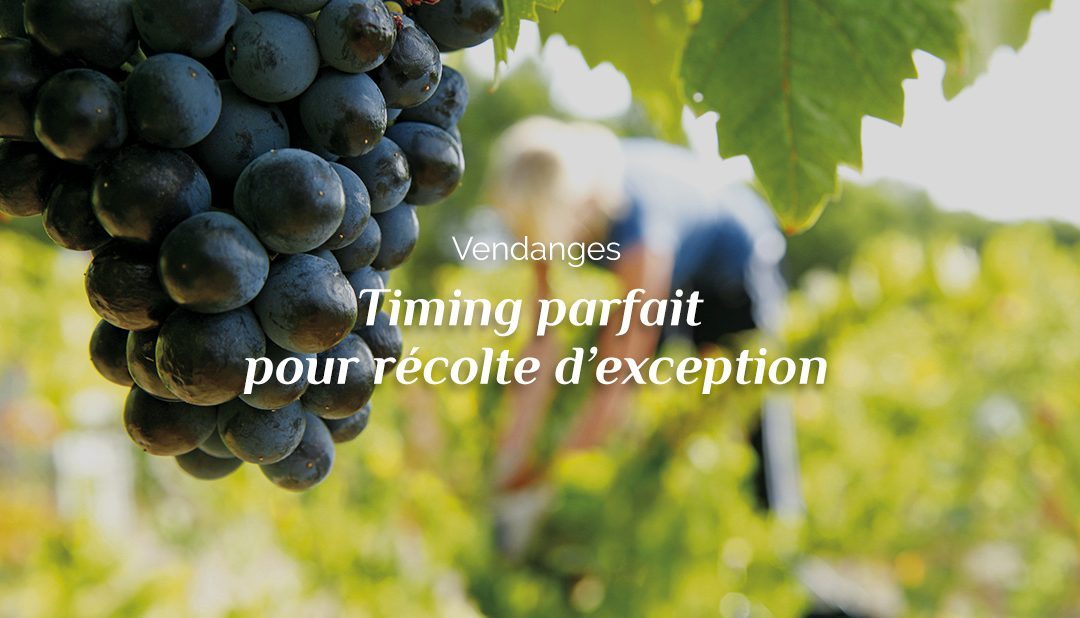 Vendanges : timing parfait pour récolte d’exception