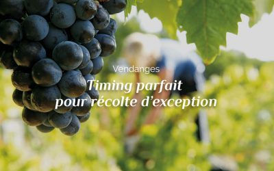 Vendanges : timing parfait pour récolte d’exception